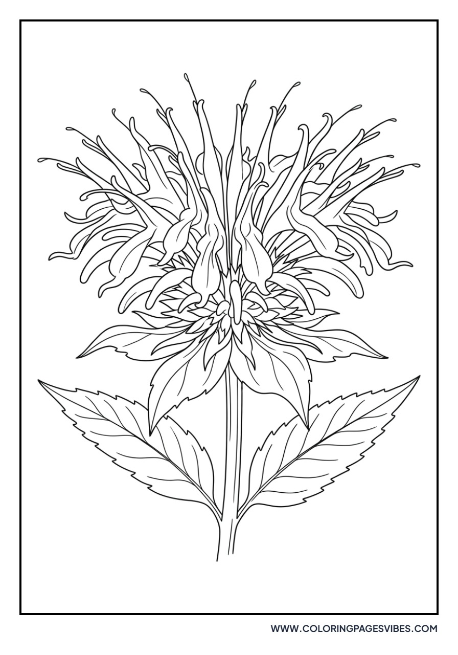 Bee Balm (Monarda)