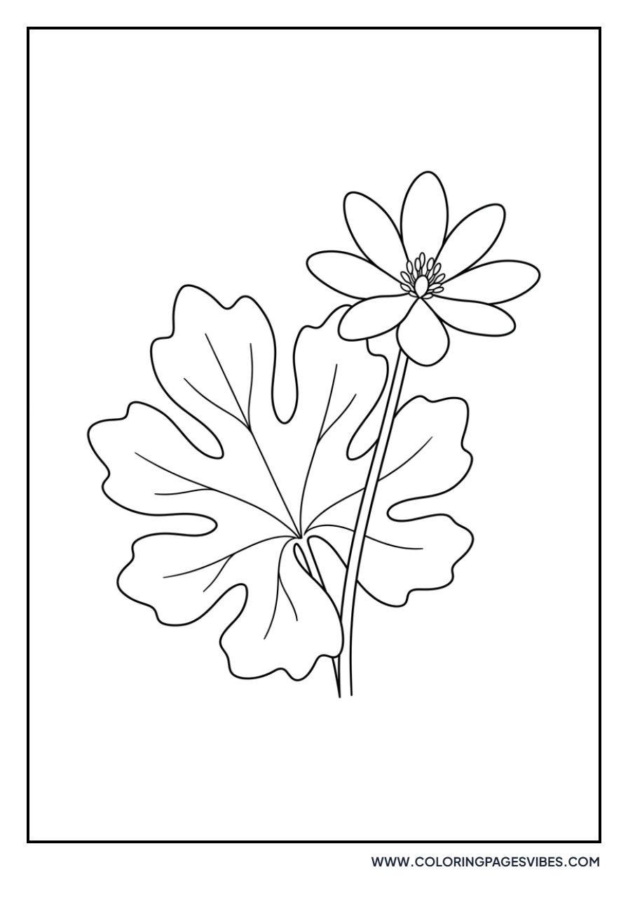 Bloodroot Flower