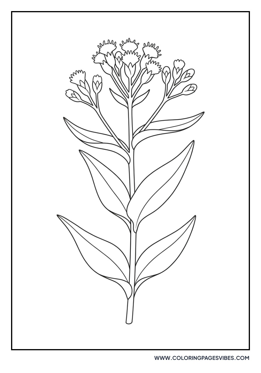 Boneset Wildflower