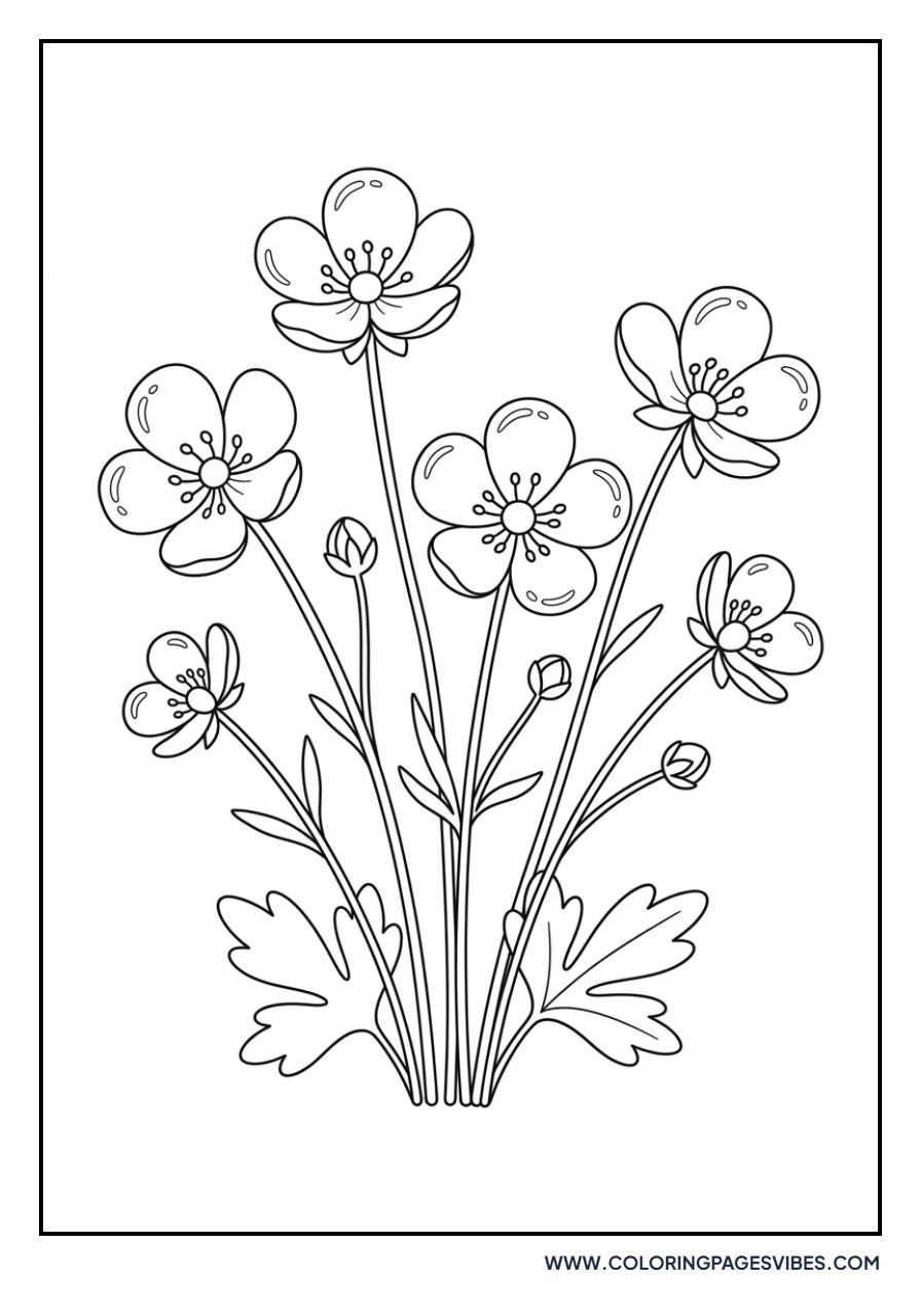 Buttercup Meadow