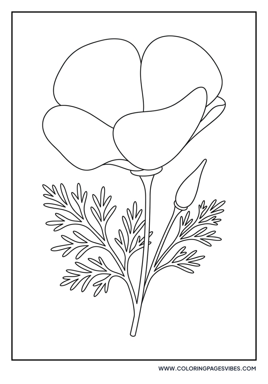 California Poppy Wildflower