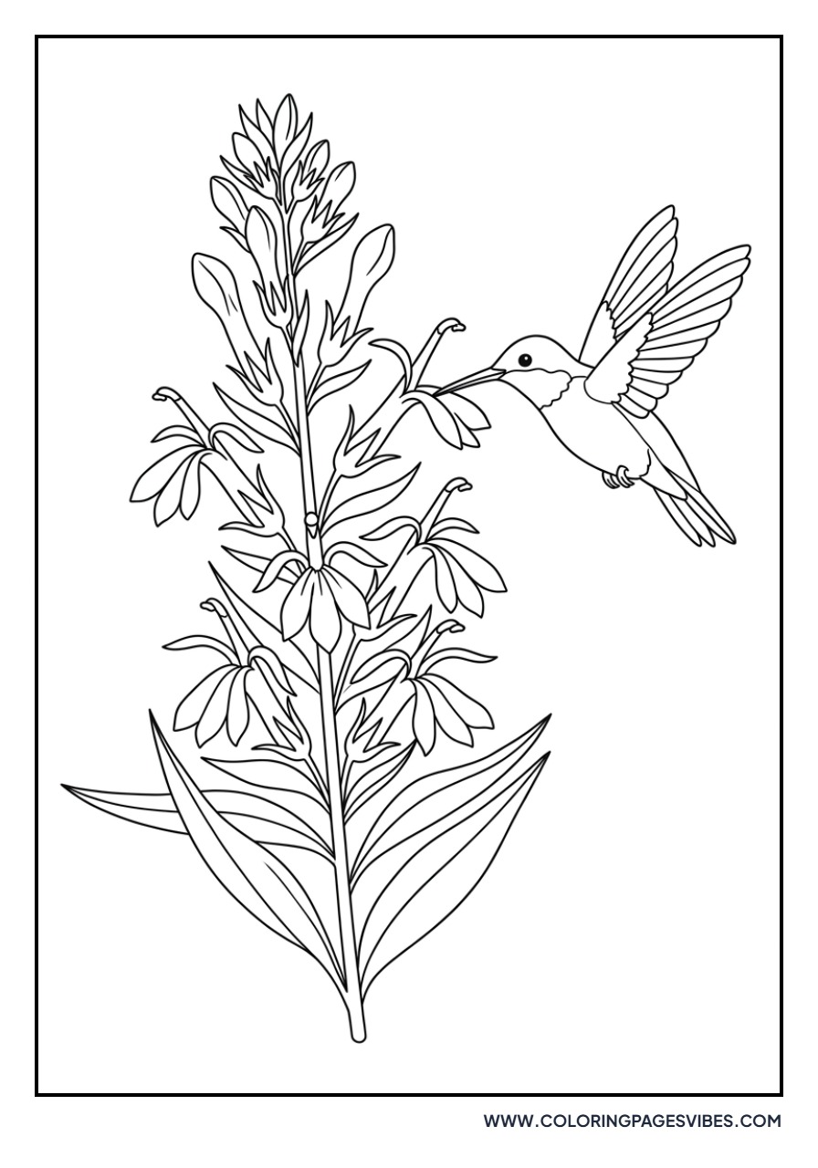 Cardinal Flower