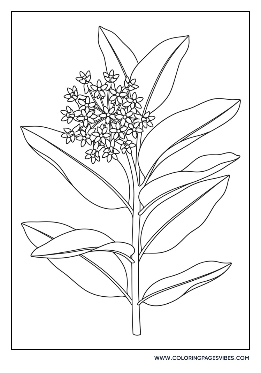 Common Milkweed Blossom