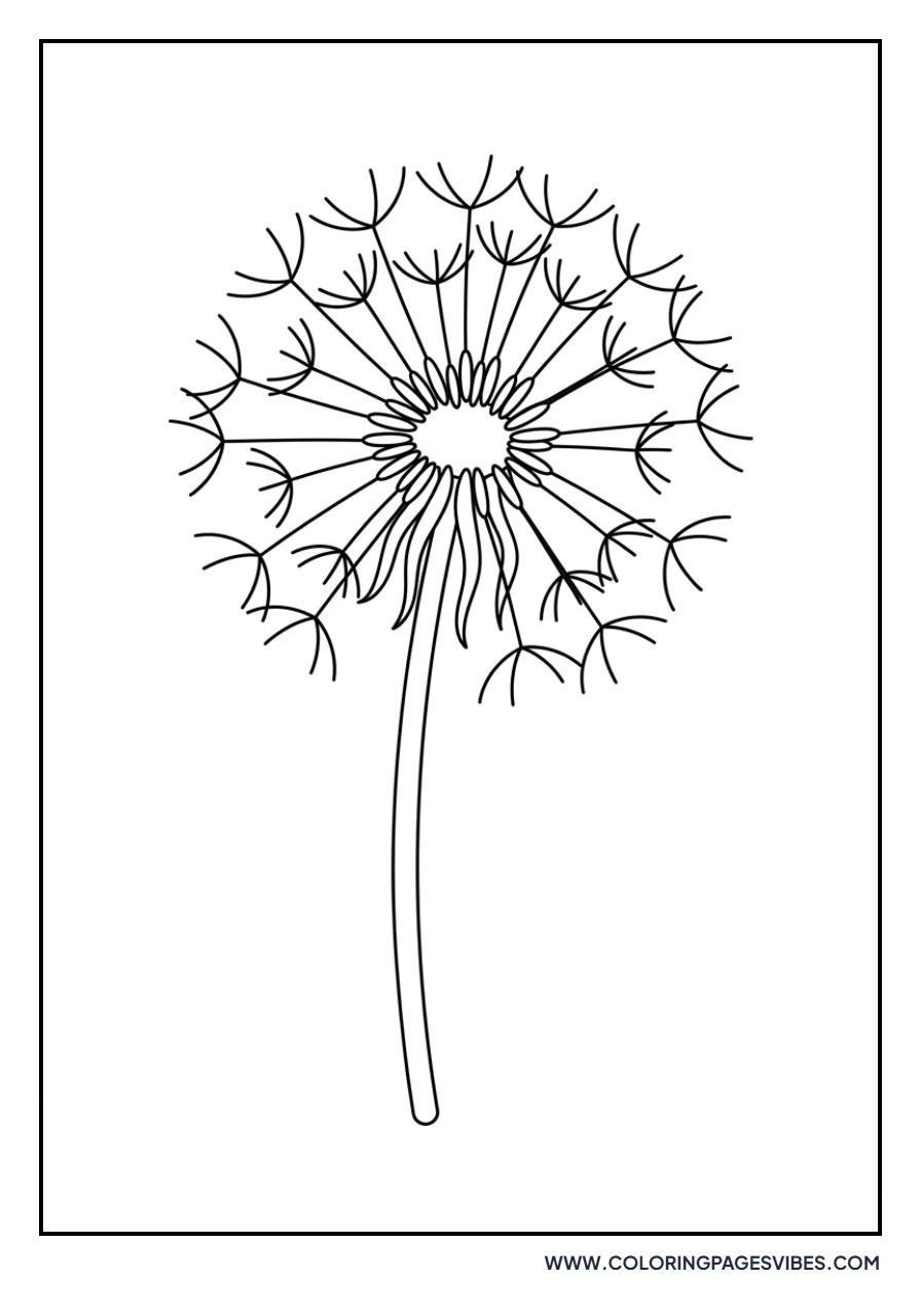 Dandelion in Seed
