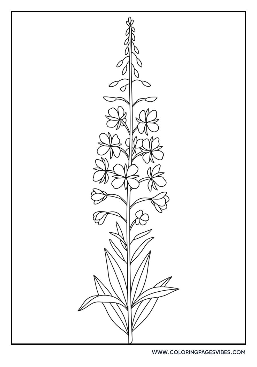 Fireweed Bloom