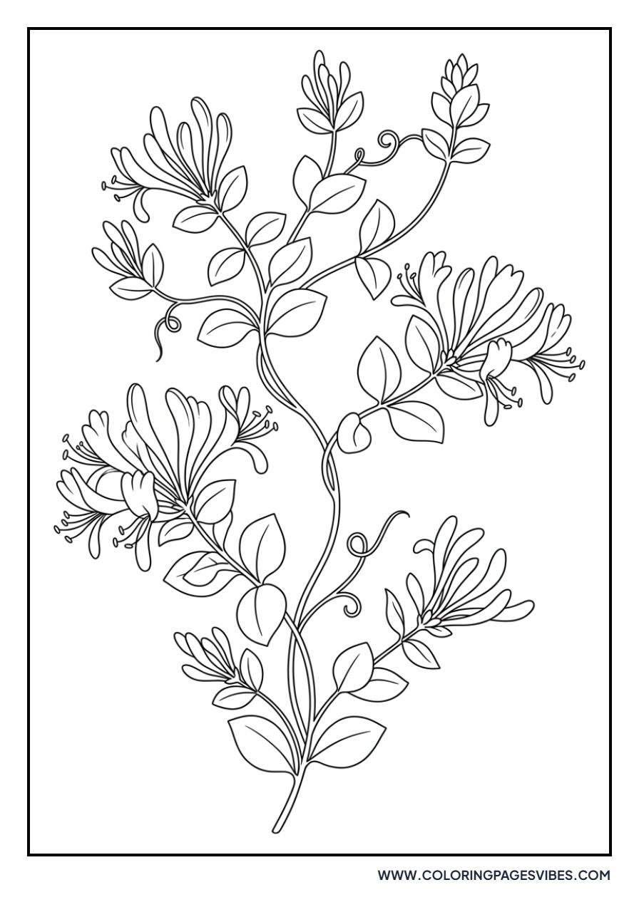 Honeysuckle Vine