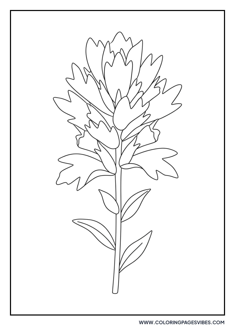 Indian Paintbrush