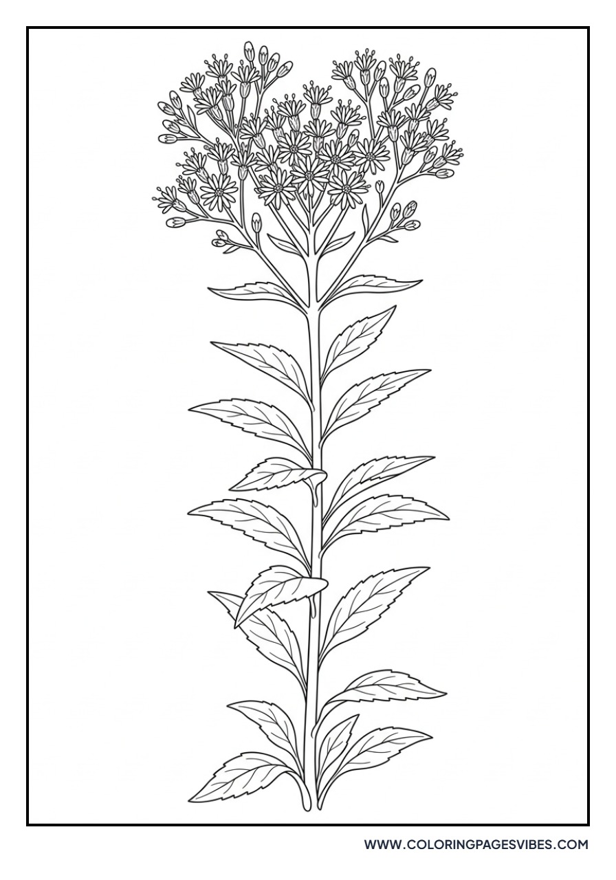 Ironweed Blossom