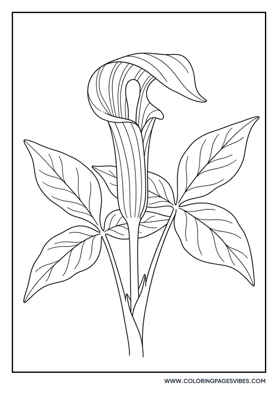 Jack-in-the-Pulpit