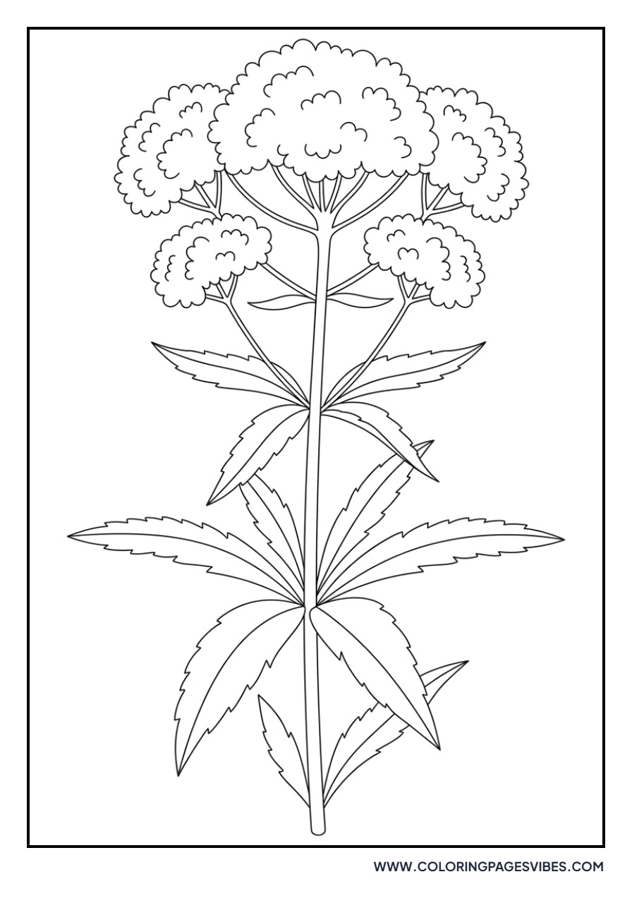 Joe Pye Weed