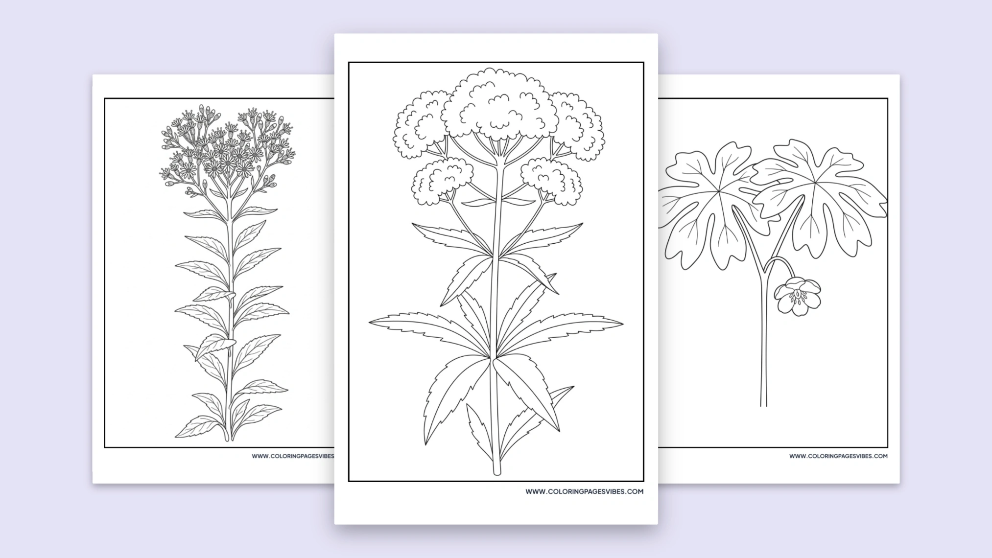 50 Free Printable Wildflower Coloring Pages (PDF)