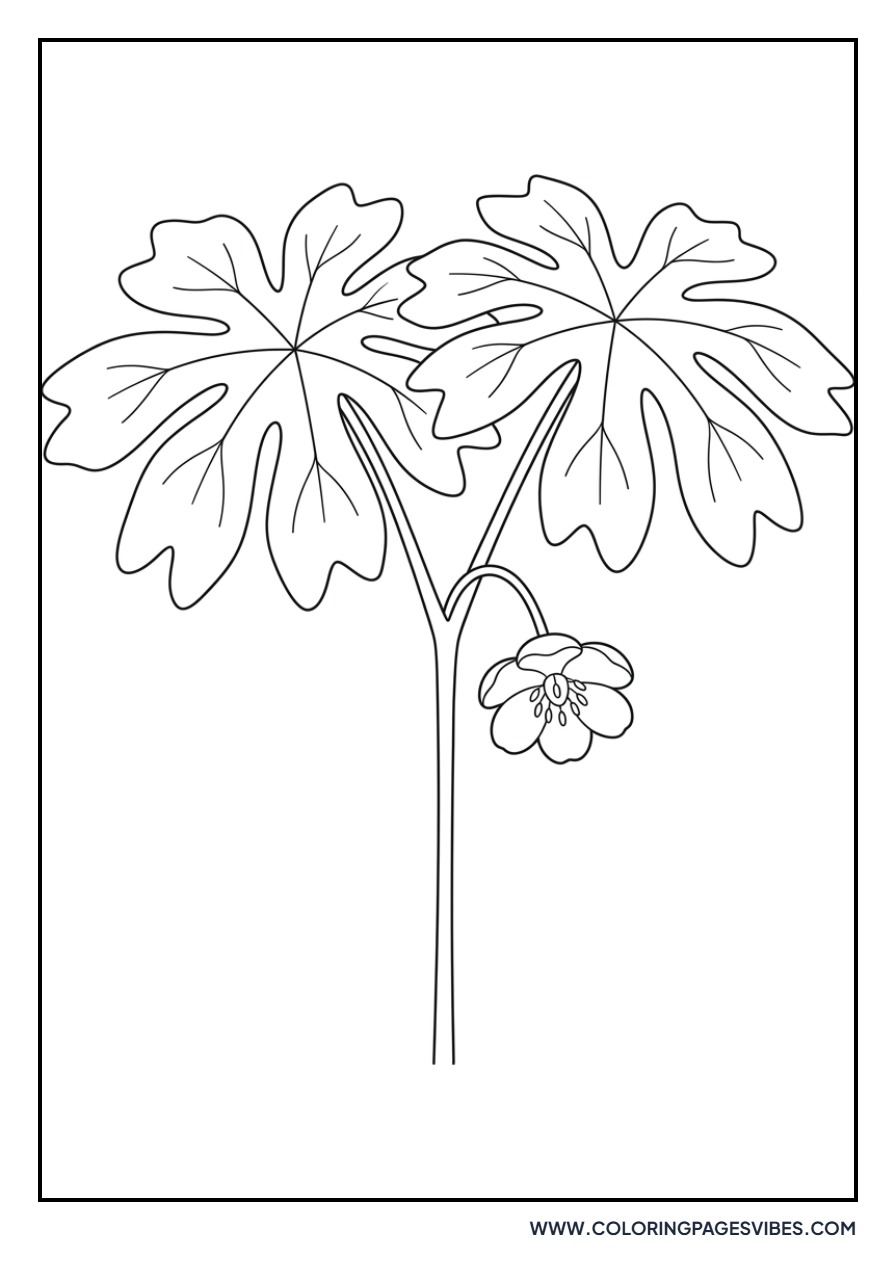 Mayapple Blossom