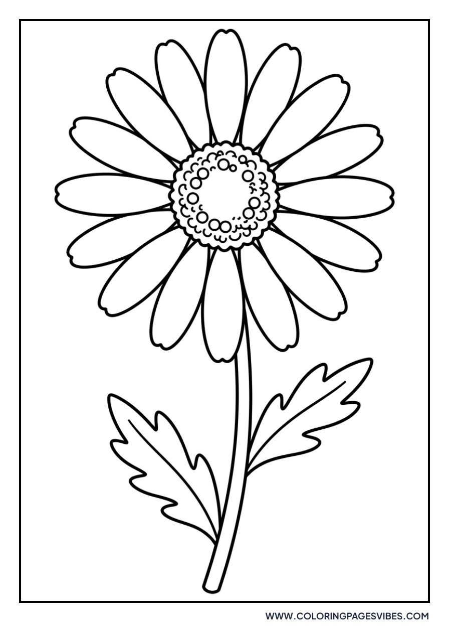 Oxeye Daisy