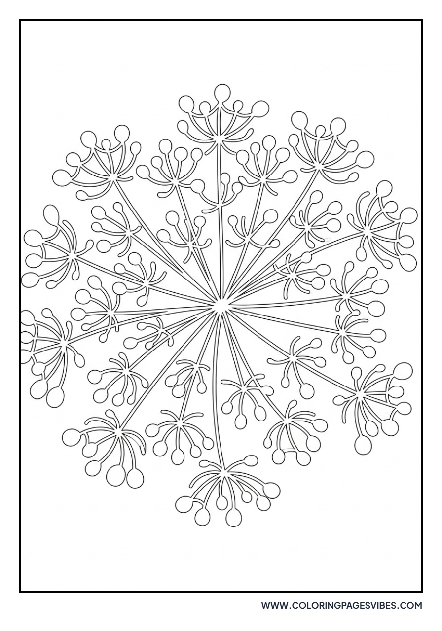 Queen Anne's Lace