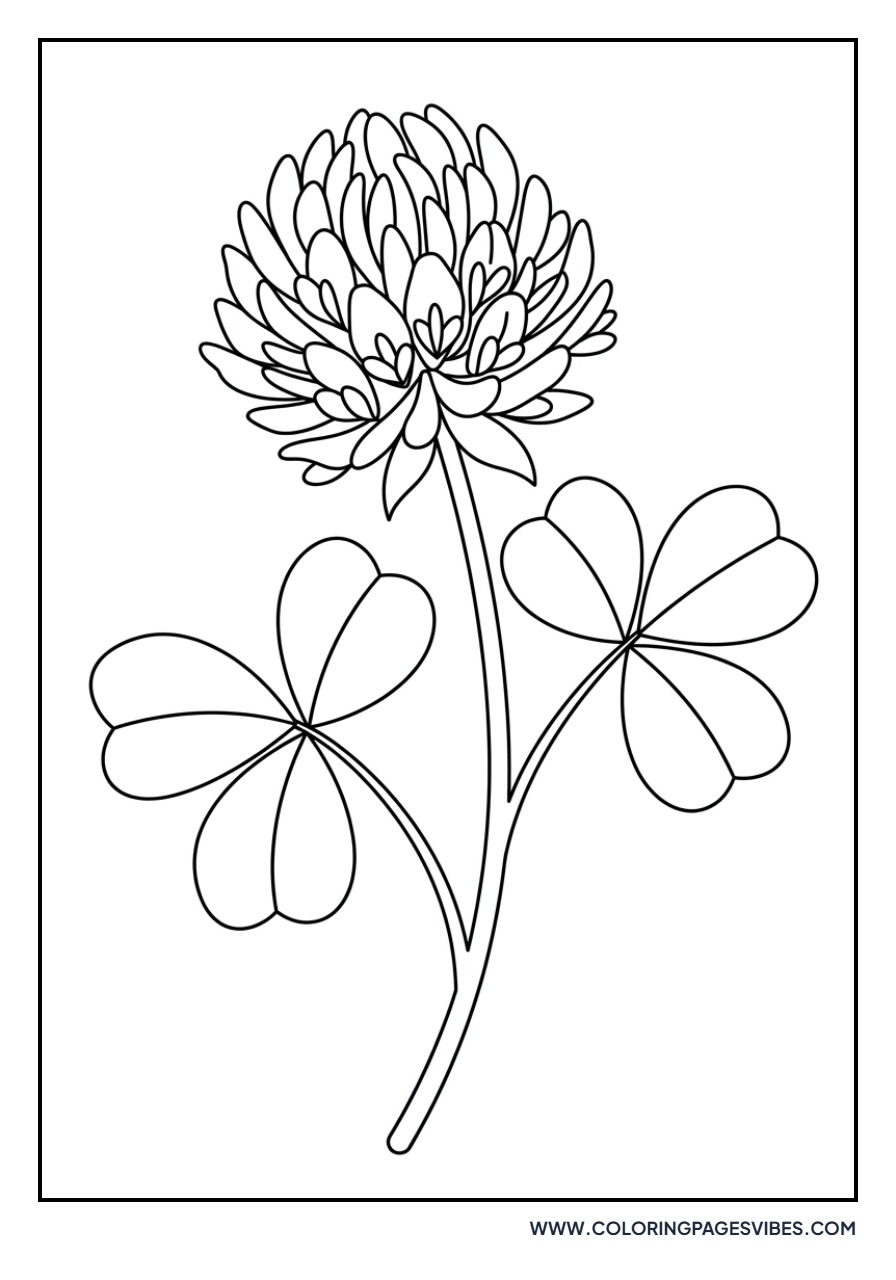 Red Clover Wildflower