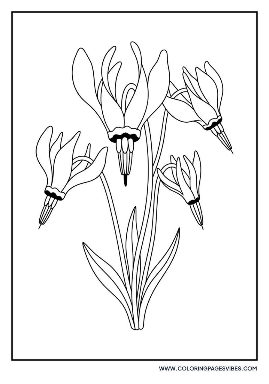 Shooting Star Wildflower