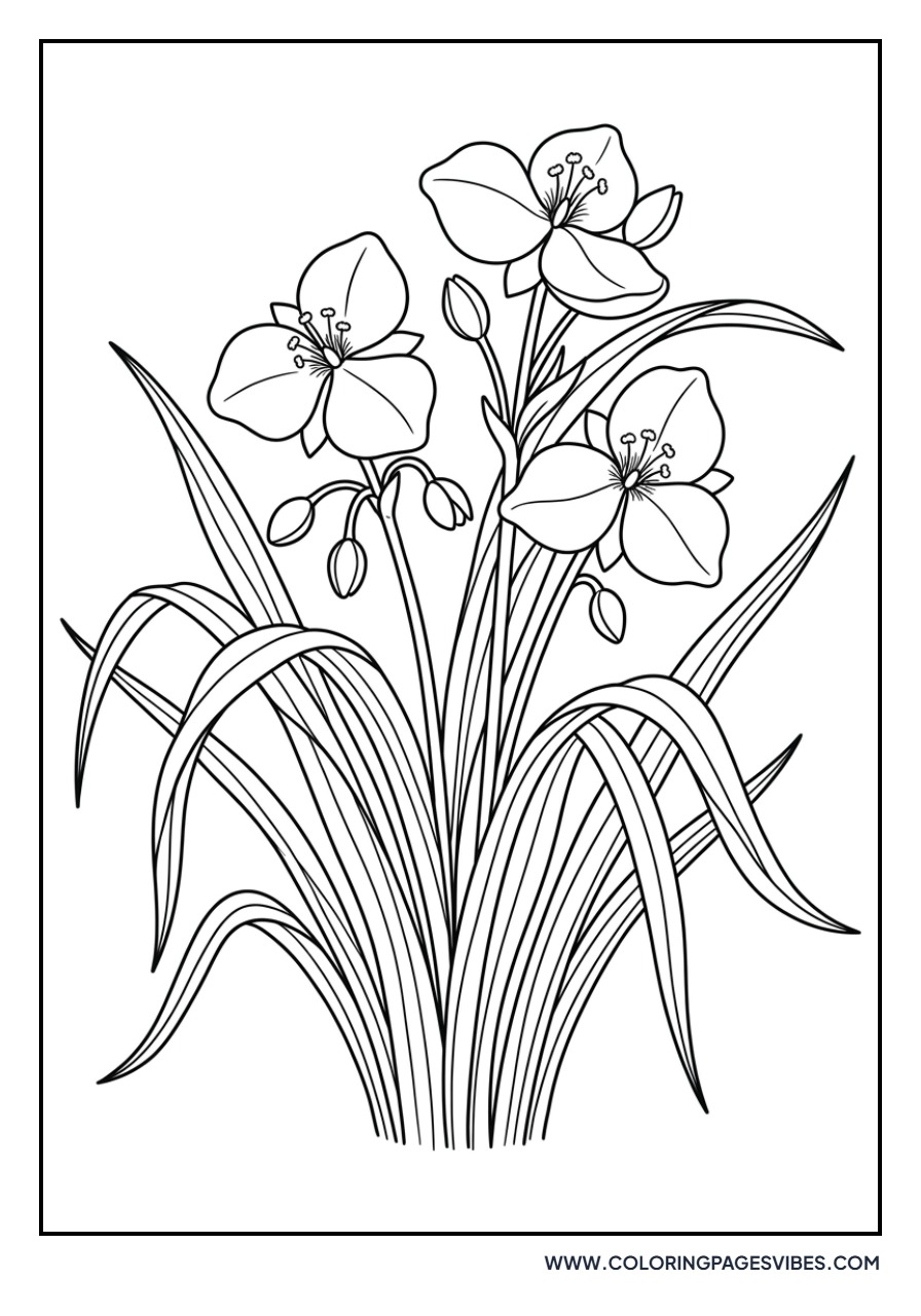 Spiderwort Flowers