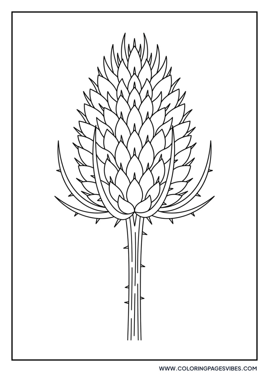 Teasel Seed Head