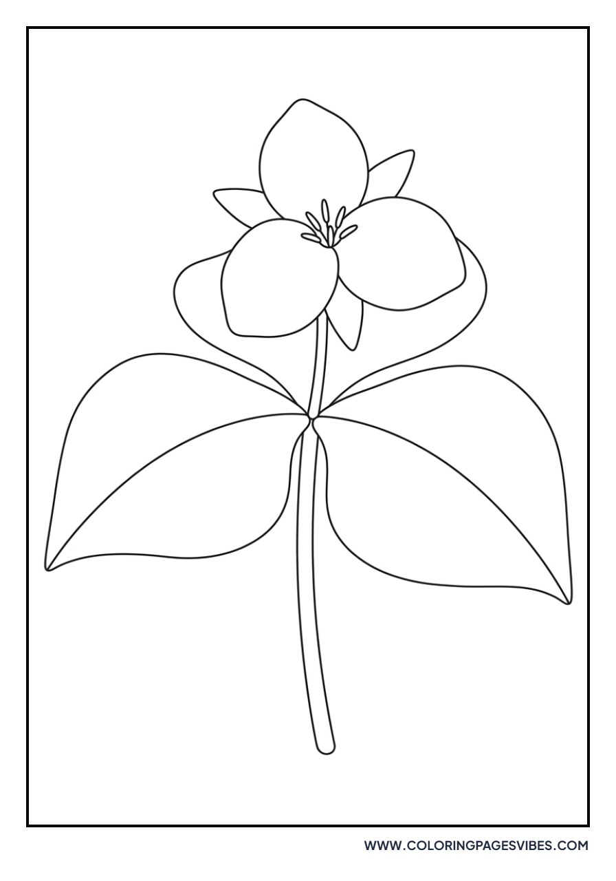 Trillium Forest Flower