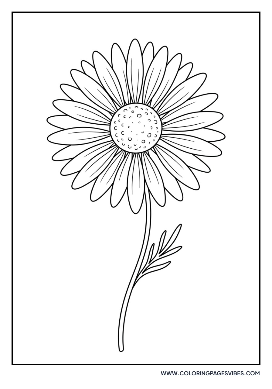 Wild Aster