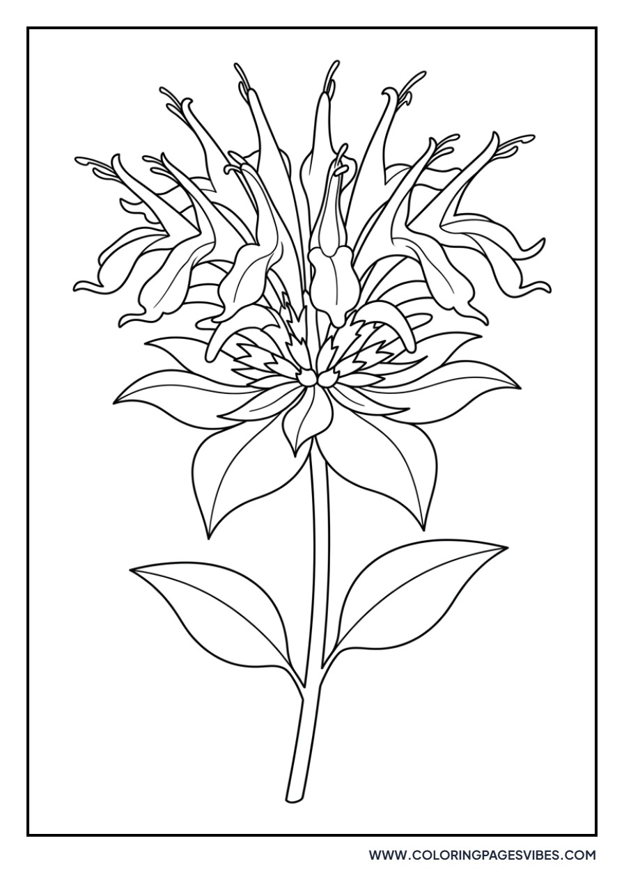 Wild Bergamot