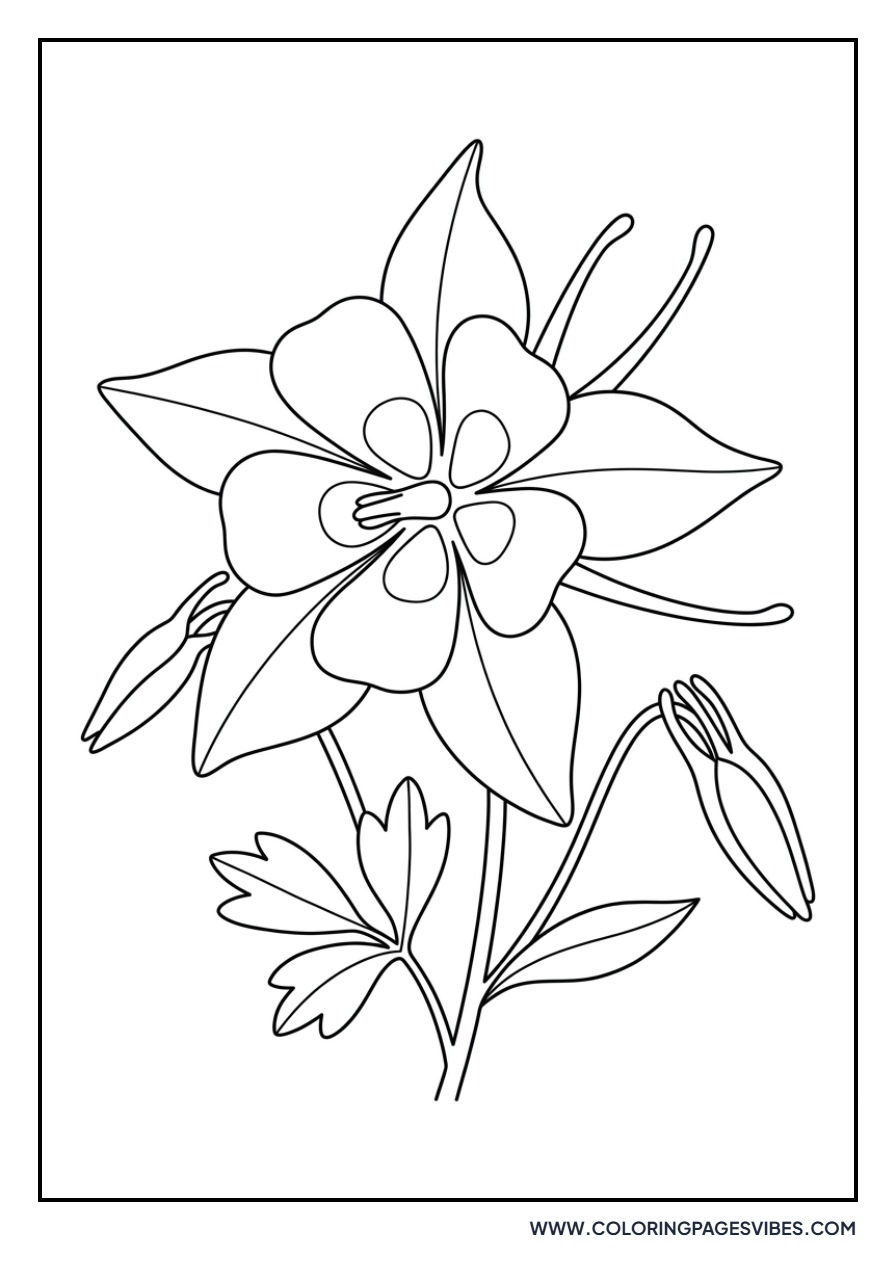 Wild Columbine