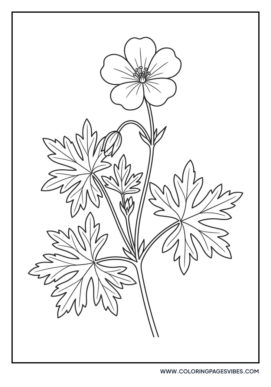 Wild Geranium