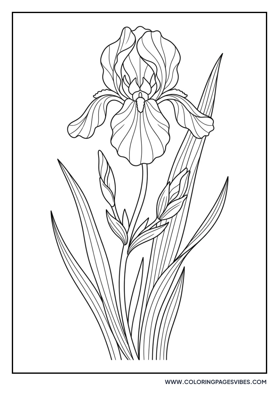 Wild Iris (Blue Flag)