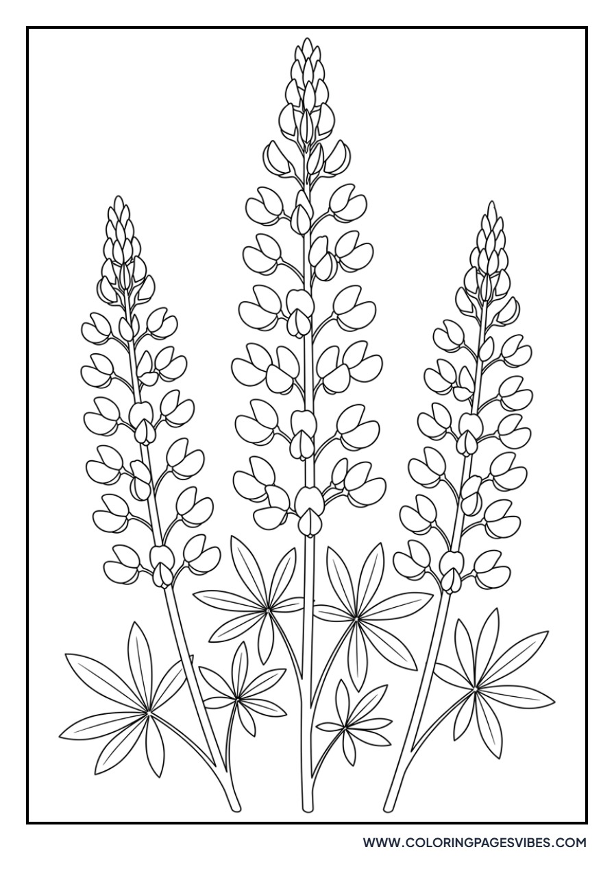 Wild Lupine Spikes