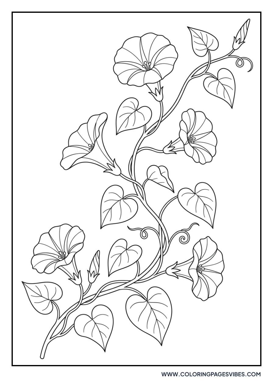 Wild Morning Glory Vine