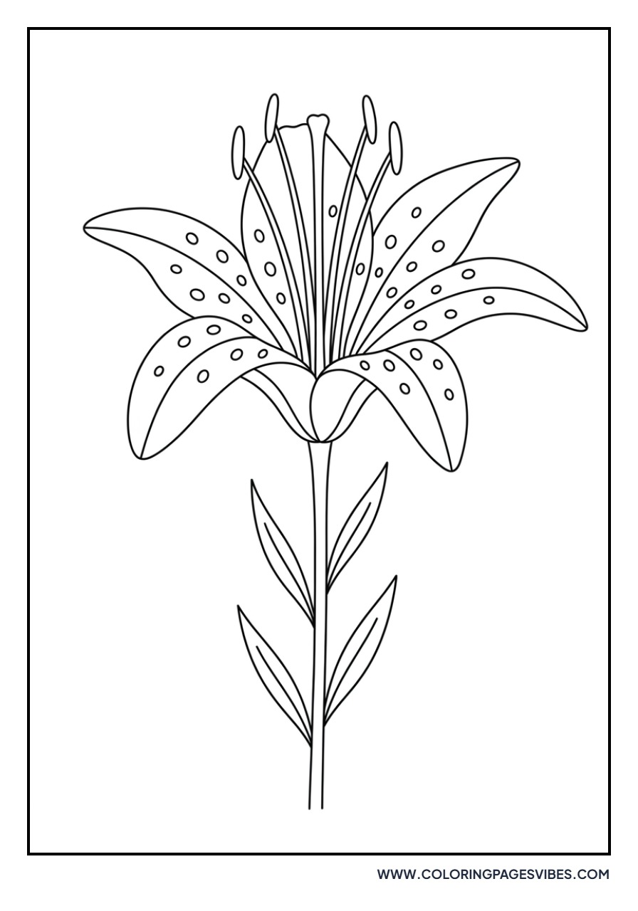 Wood Lily